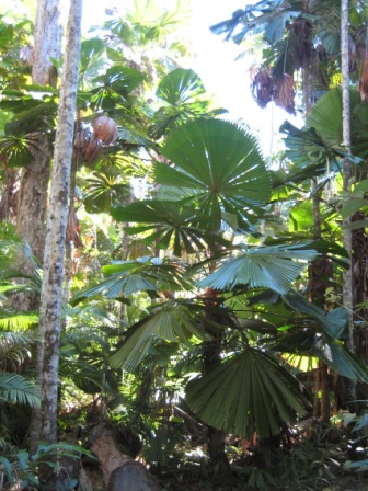 Fan palms on the Licuala Walk