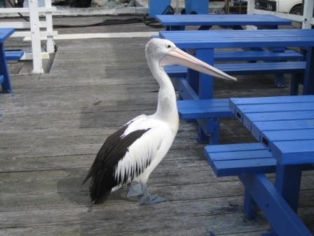Pelican looking for a free feed at the fishermans wharf