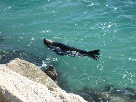 Seal at Narooma Breakwater