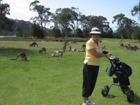 Kangaroos at Tathra GC